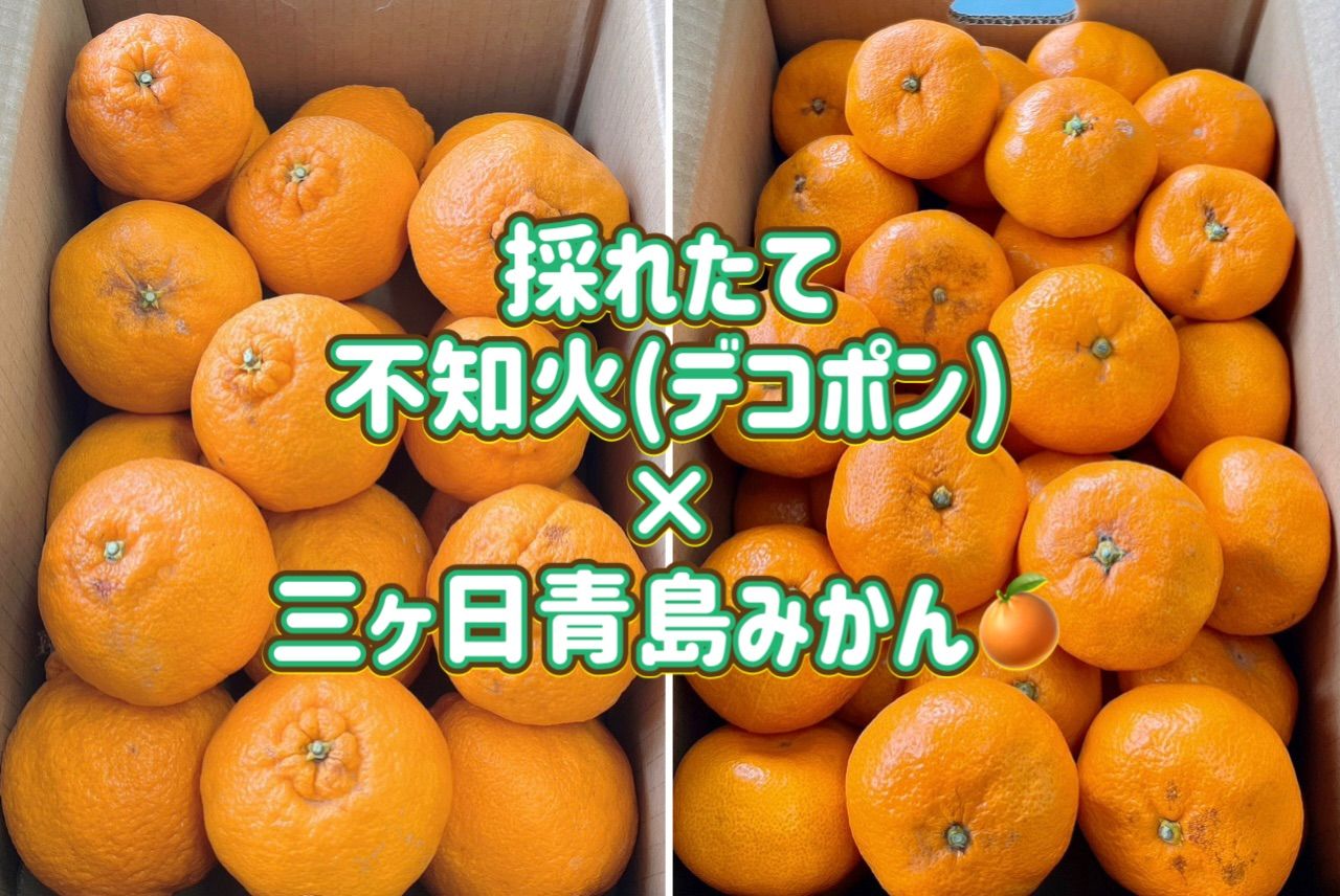 食べ比べセット 採れたて不知火&三ヶ日青島みかん 8kg ご家庭用 - メルカリ