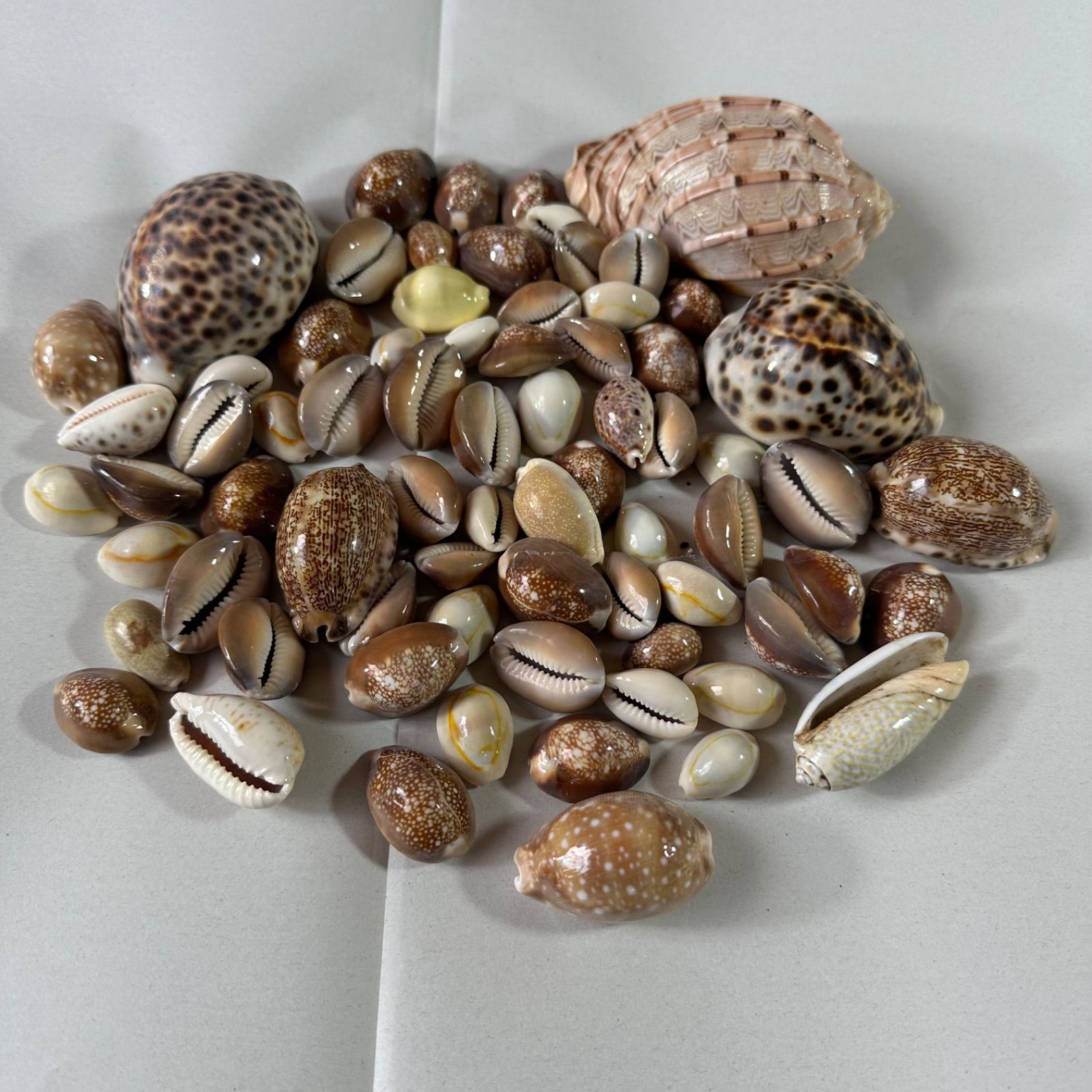 沖縄 タカラガイ ウミウサギガイ セット ✦工作素材✦ YS26B-159