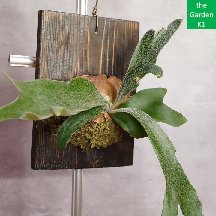 ビカクシダ】板付け（札落ち品 X011） 【コウモリラン】 - メルカリ