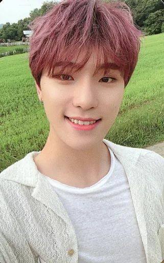 中古】コレクションカード(男性) SEVENTEEN/DINO(ディノ)/裏面黄