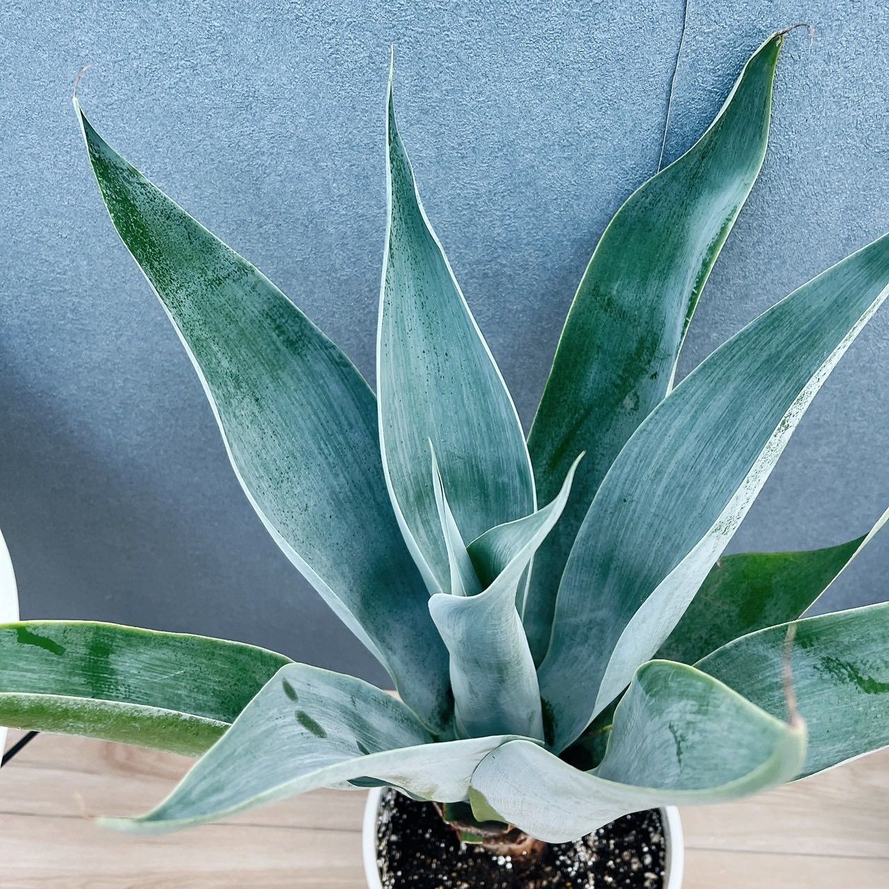 在庫］【希少】アガベ アテナータ ボーチンブルー 8号 観葉植物 大型