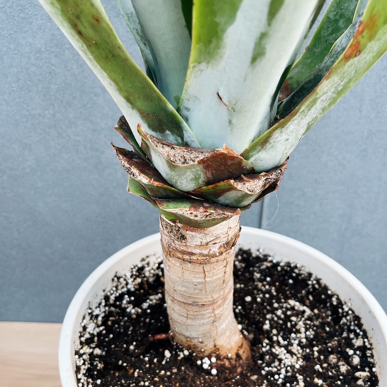 在庫］【希少】アガベ アテナータ ボーチンブルー 8号 観葉植物 大型