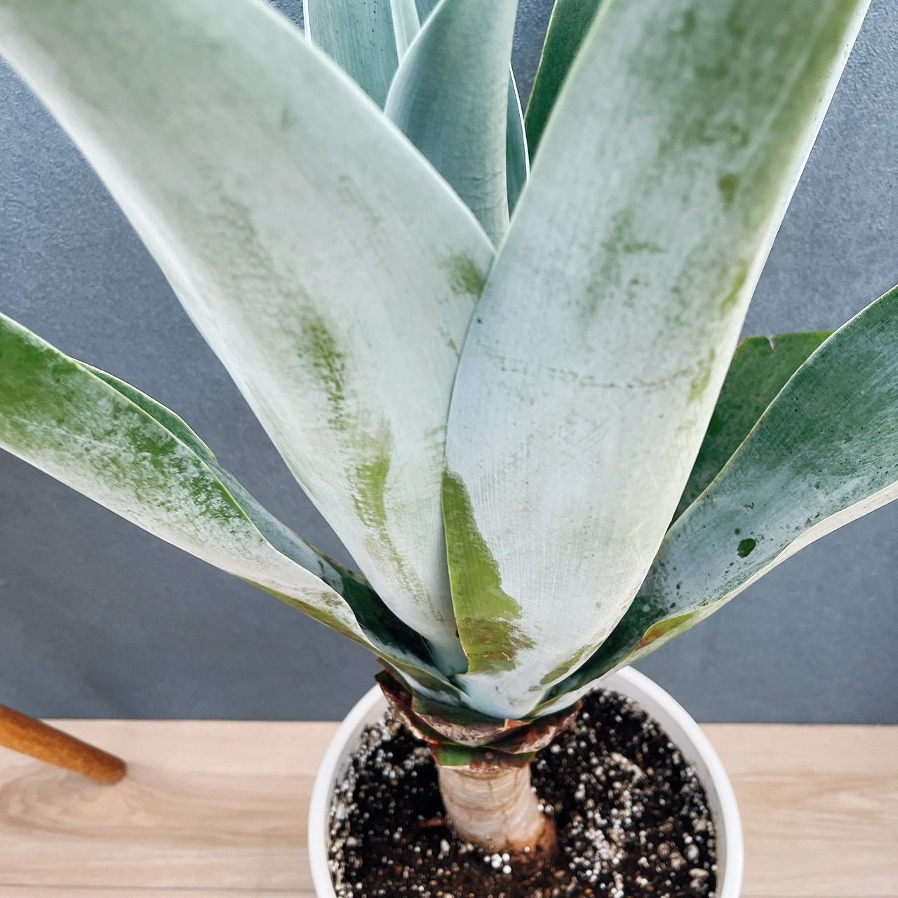 在庫］【希少】アガベ アテナータ ボーチンブルー 8号 観葉植物 大型