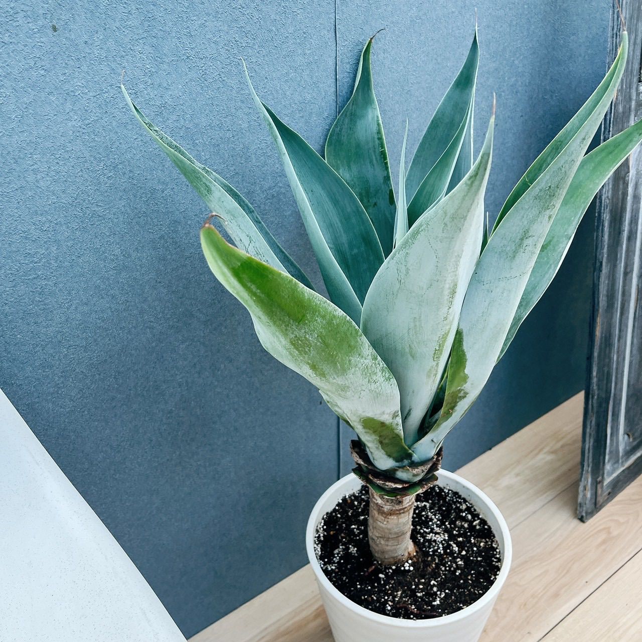 在庫］【希少】アガベ アテナータ ボーチンブルー 8号 観葉植物 大型