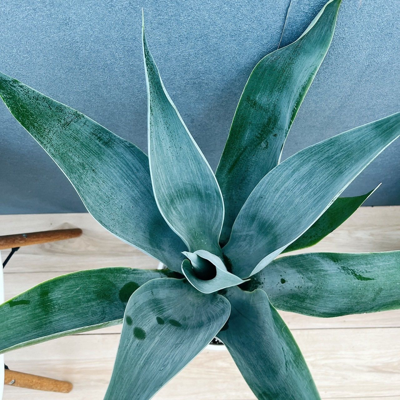 在庫］【希少】アガベ アテナータ ボーチンブルー 8号 観葉植物 大型