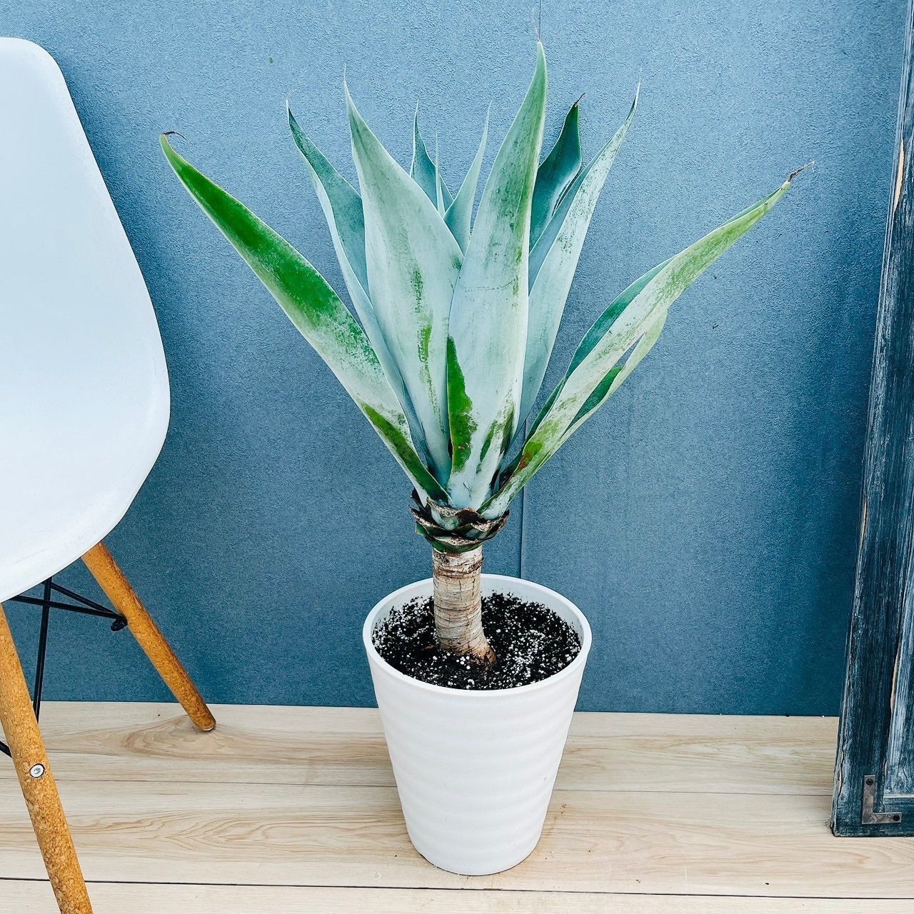 現品］【希少】20番 アガベ アテナータ ボーチンブルー 8号 観葉植物