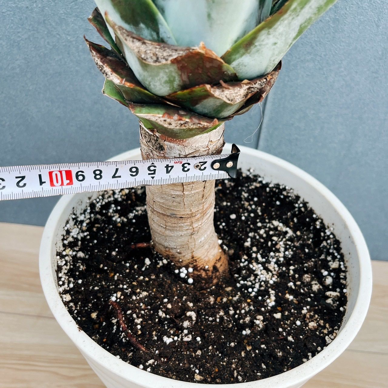 在庫］【希少】アガベ アテナータ ボーチンブルー 8号 観葉植物 大型