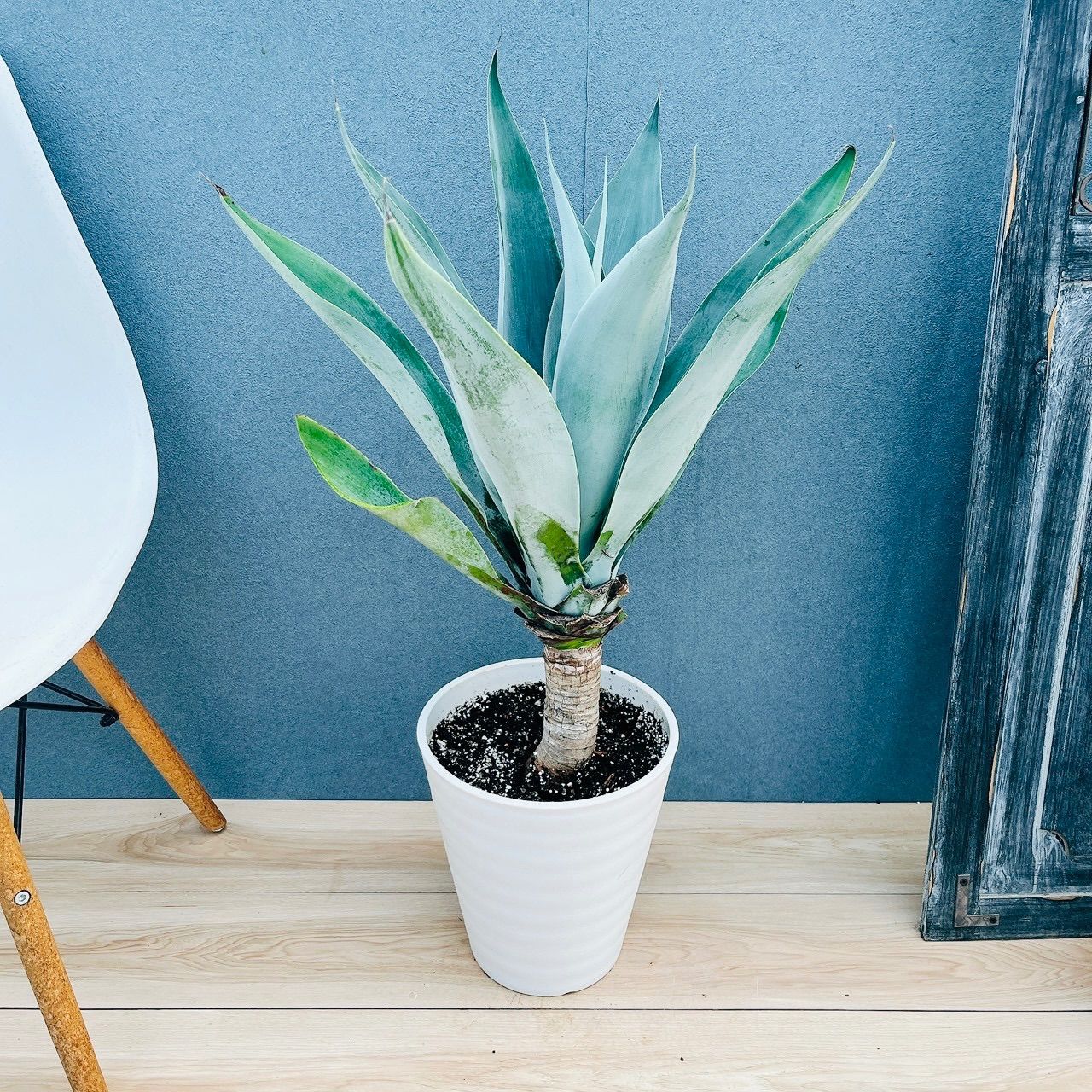 現品］【希少】20番 アガベ アテナータ ボーチンブルー 8号 観葉植物