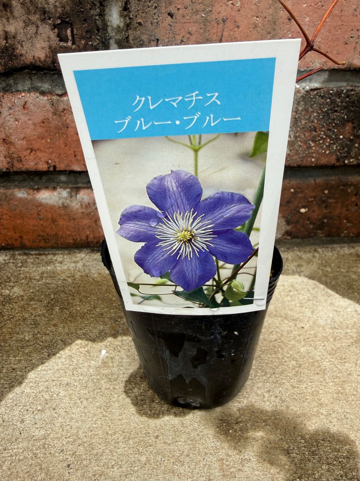 クレマチスブルーブルー - メルカリ