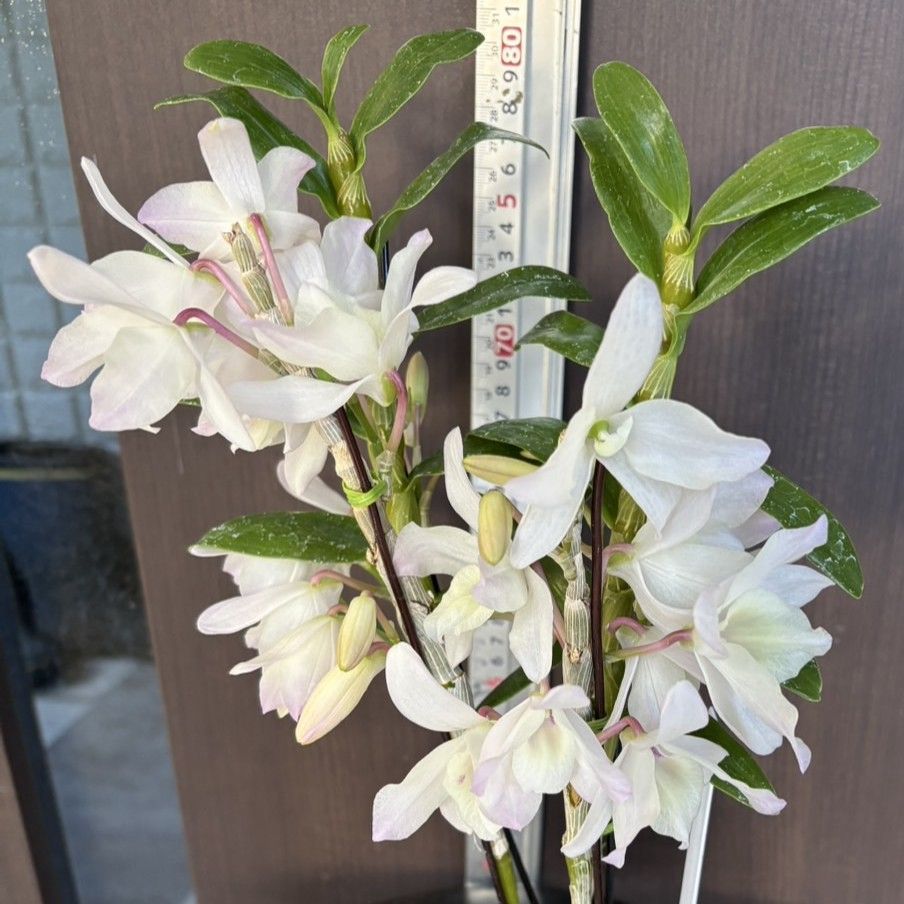 洋蘭 Den. Spring news 開花 SOH-F-344 デンドロビウム スプリング