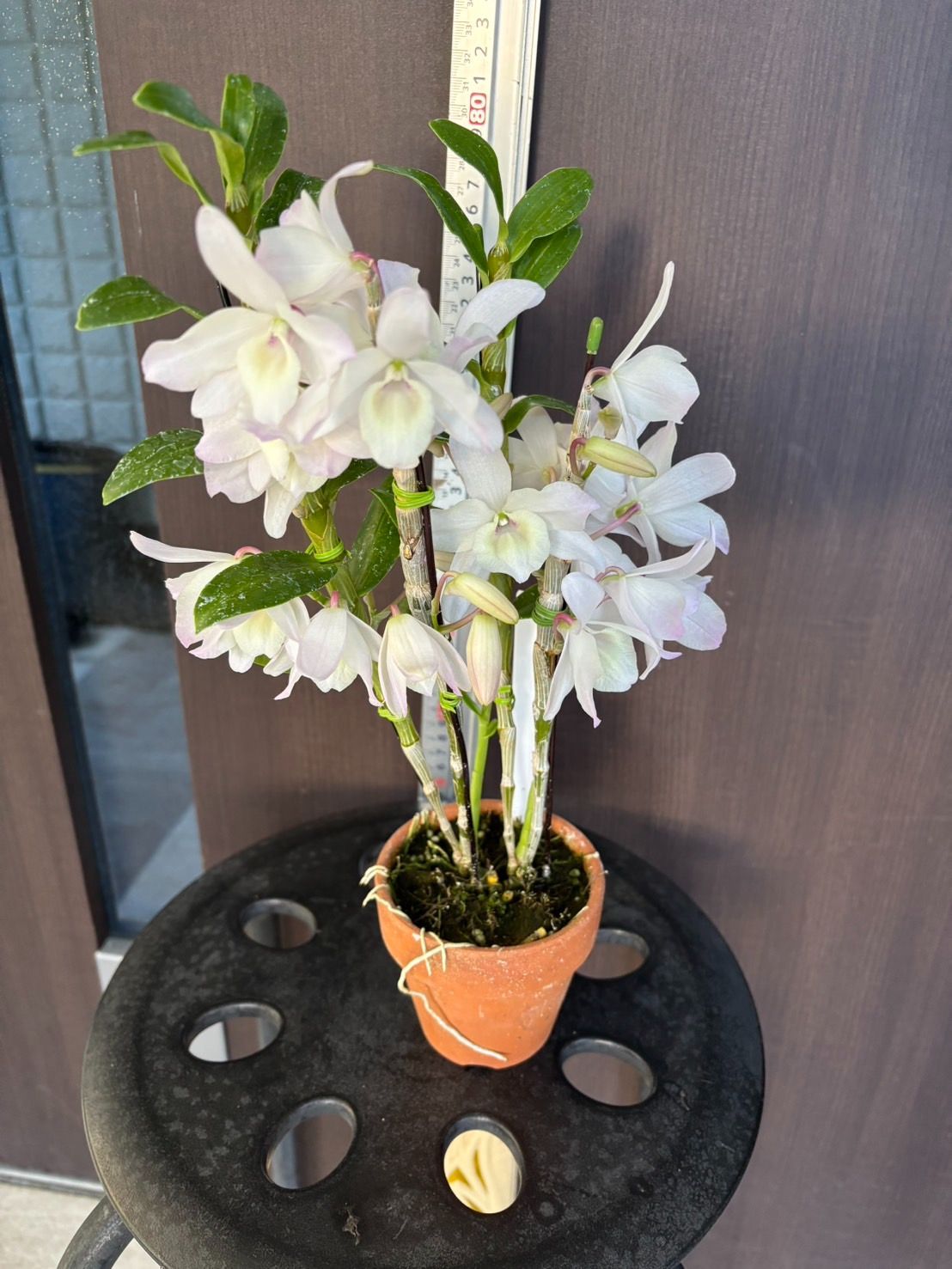 洋蘭 Den. Spring news 開花 SOH-F-344 デンドロビウム スプリング