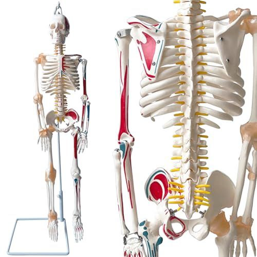 timiland 人体骨格模型 【サスペンションモデル 85cm スタンド付き