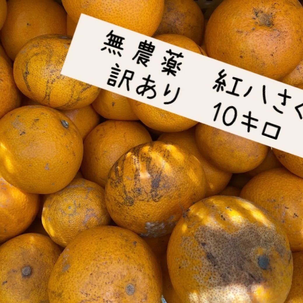 国産無農薬紅八朔 訳あり 10kg 傷あり家庭用 - メルカリ