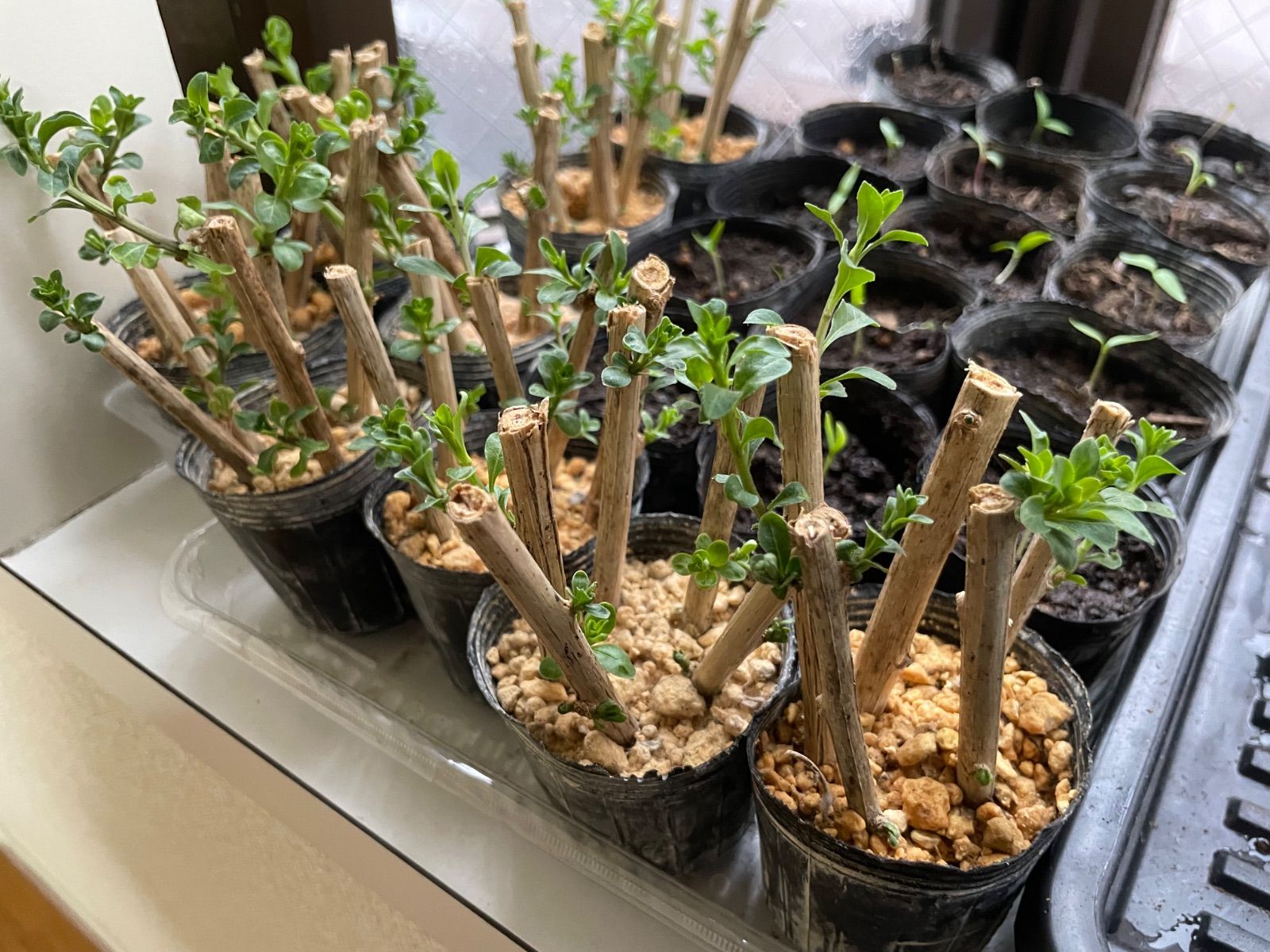 ⭐️クコ苗1ポット⭐️発芽済み発根中の成長中の挿し木苗 枸杞苗 くこ