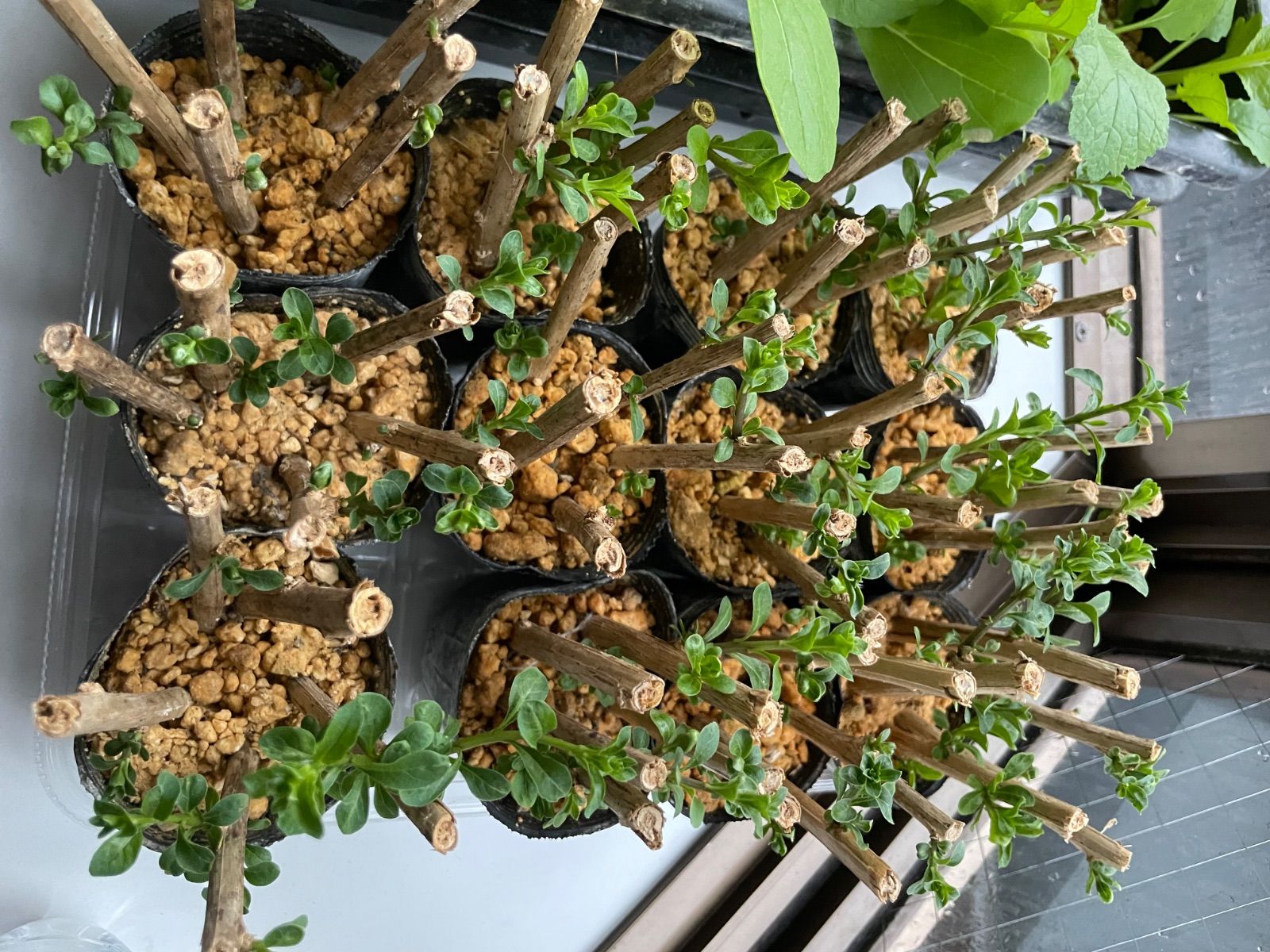 ⭐️クコ苗1ポット⭐️発芽済み発根中の成長中の挿し木苗 枸杞苗 くこ