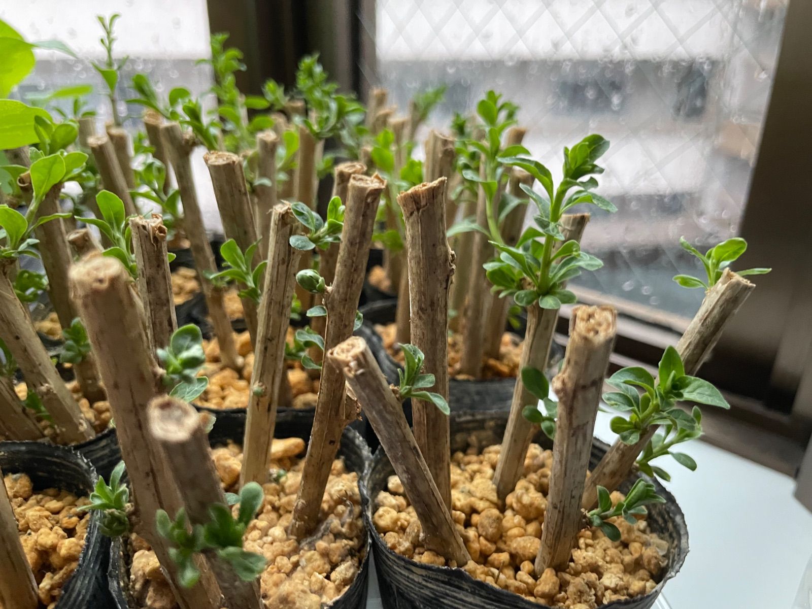 ⭐️クコ苗1ポット⭐️発芽済み発根中の成長中の挿し木苗 枸杞苗 くこ