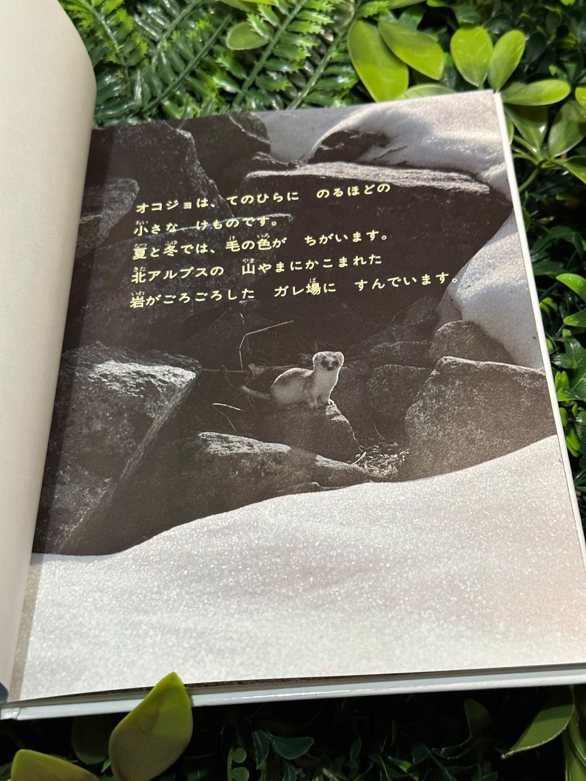 オコジョのすむ谷 増田戻樹 写真絵本 あかね書房 - メルカリ