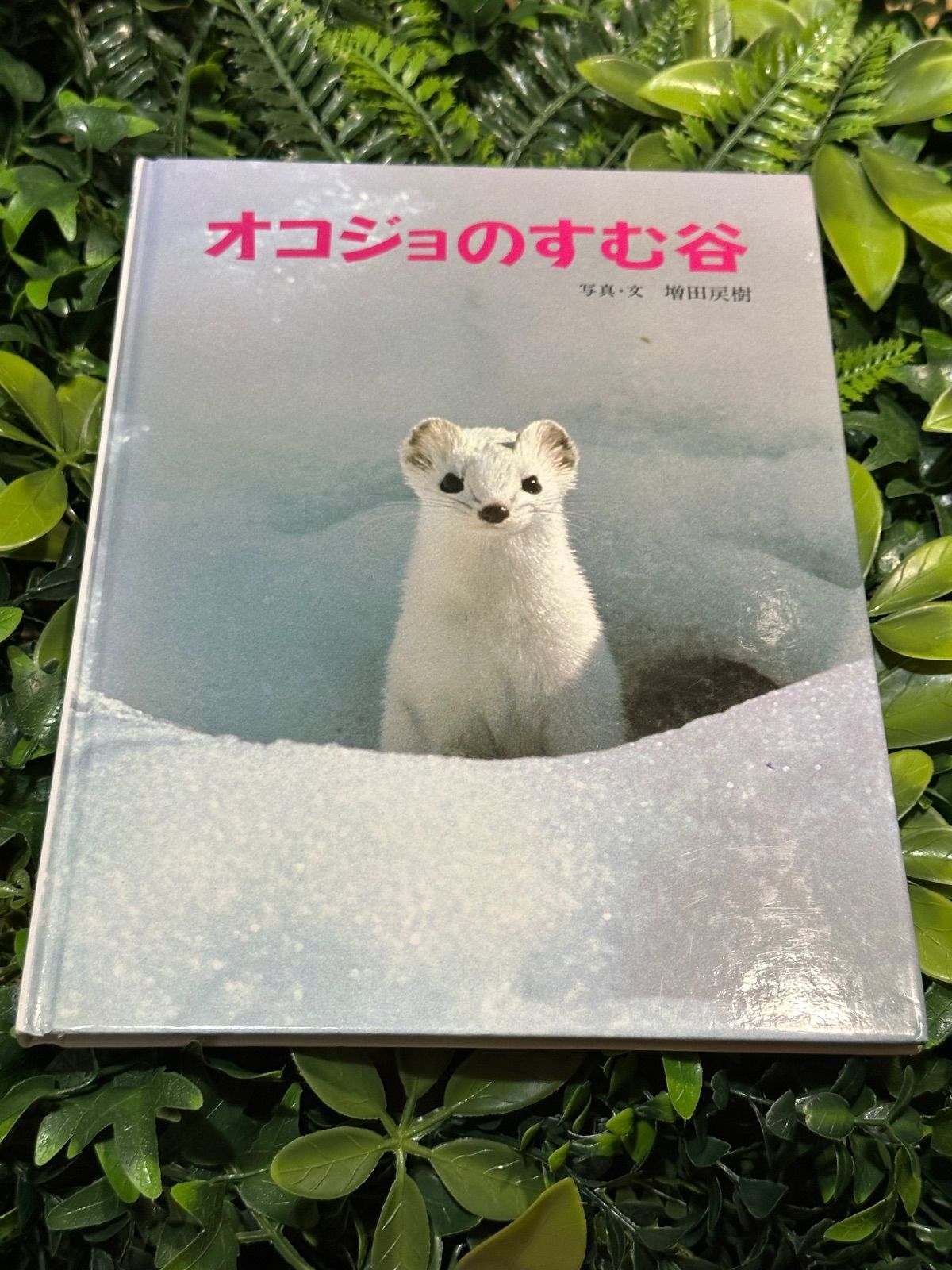 オコジョのすむ谷 増田戻樹 写真絵本 あかね書房 - メルカリ
