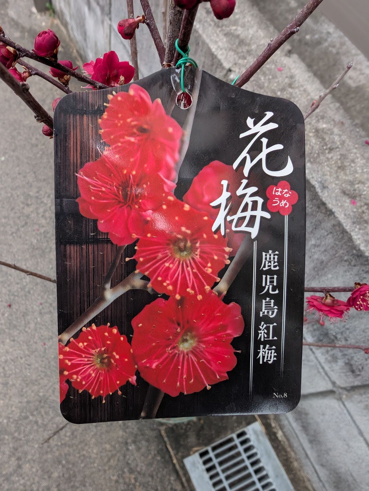 鹿児島紅梅 6寸鉢 接ぎ木苗 - メルカリ