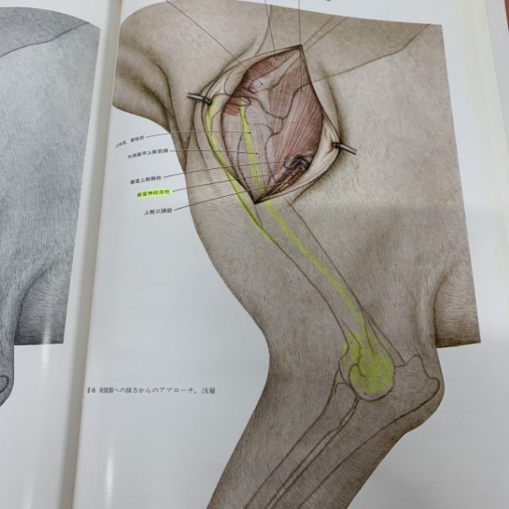 △01)【1点限り!】犬の外科解剖 カラーアトラス/K.Amman/北昂/医歯薬