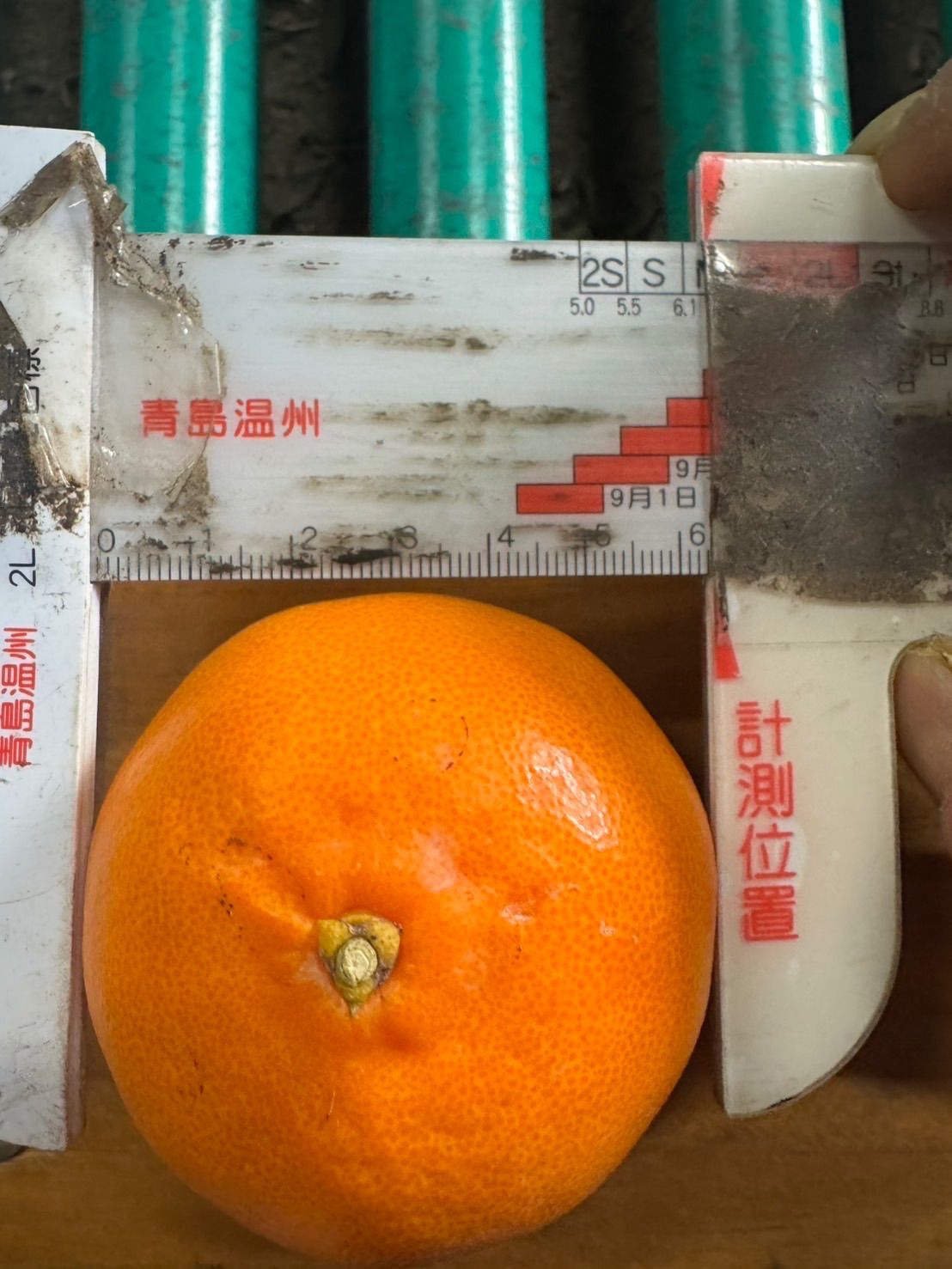 静岡県産【せとか】小玉サイズ 5キロ - メルカリ