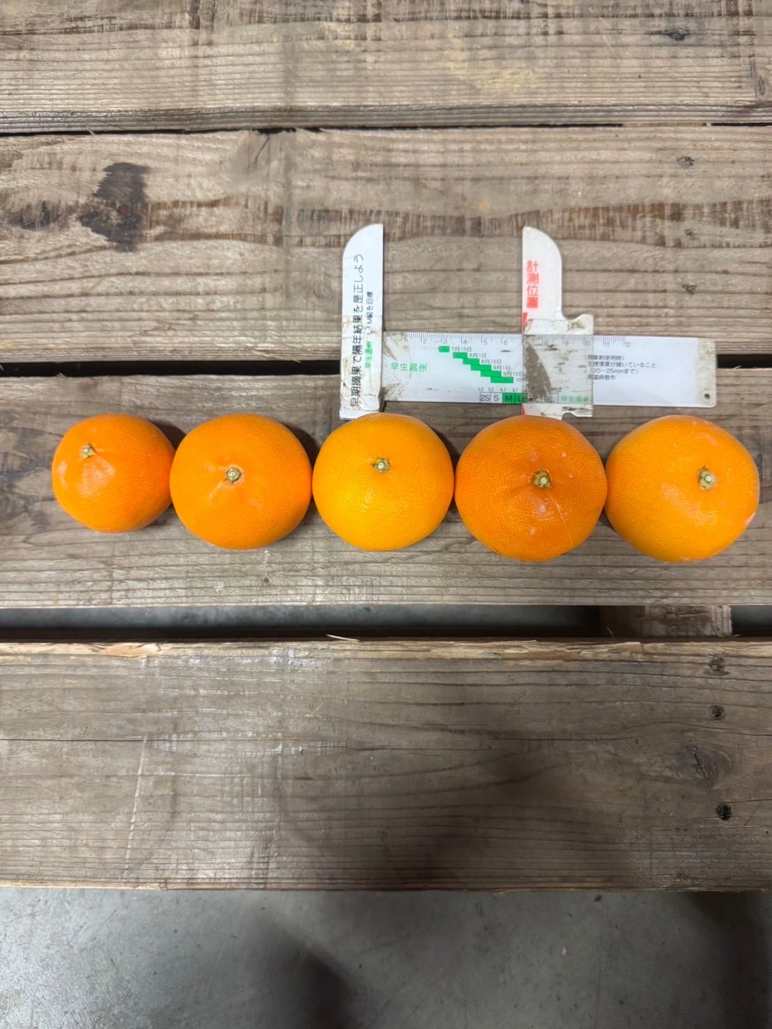 静岡県産【せとか】小玉サイズ 5キロ - メルカリ