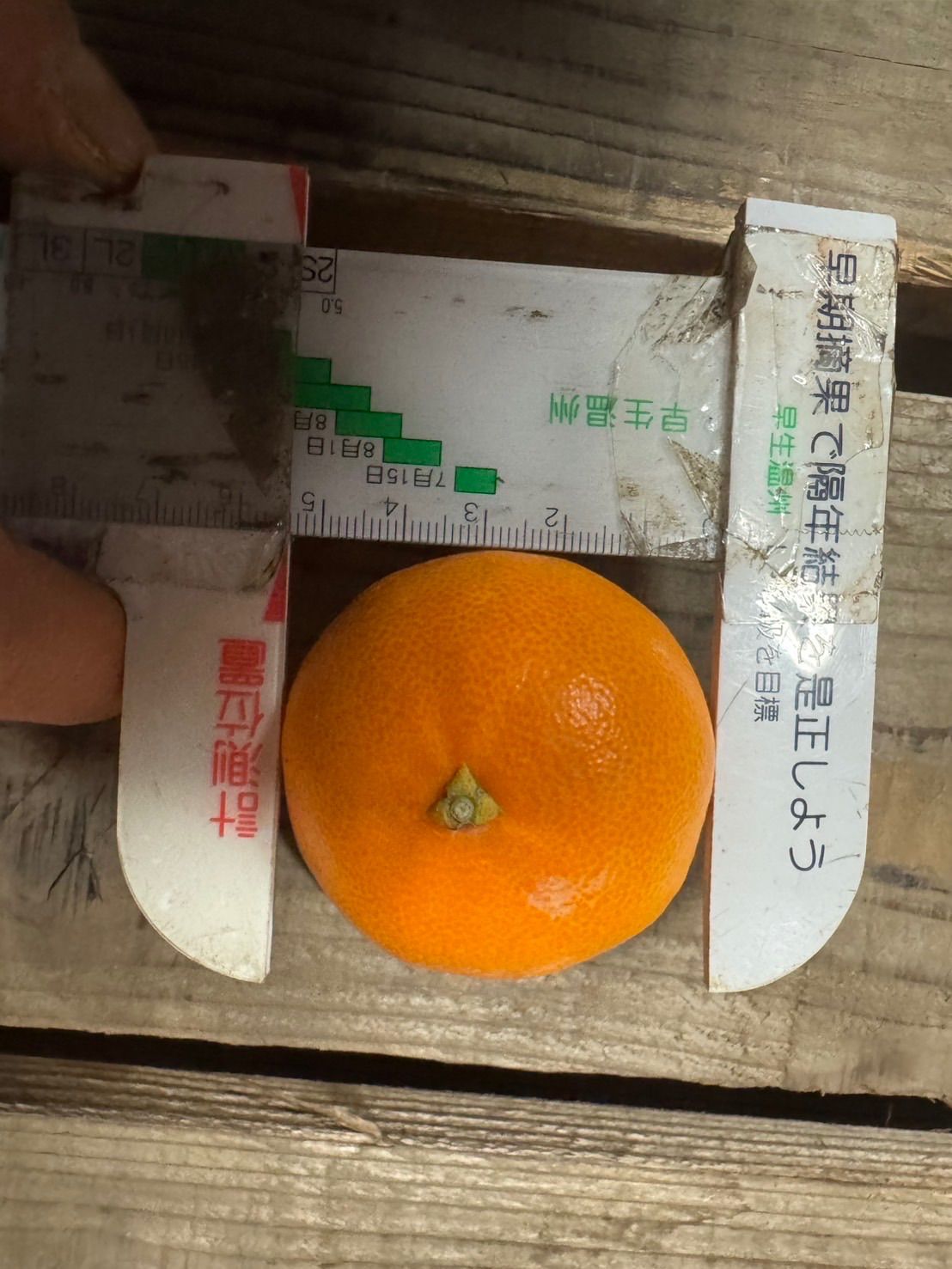 静岡県産【せとか】小玉サイズ 5キロ - メルカリ