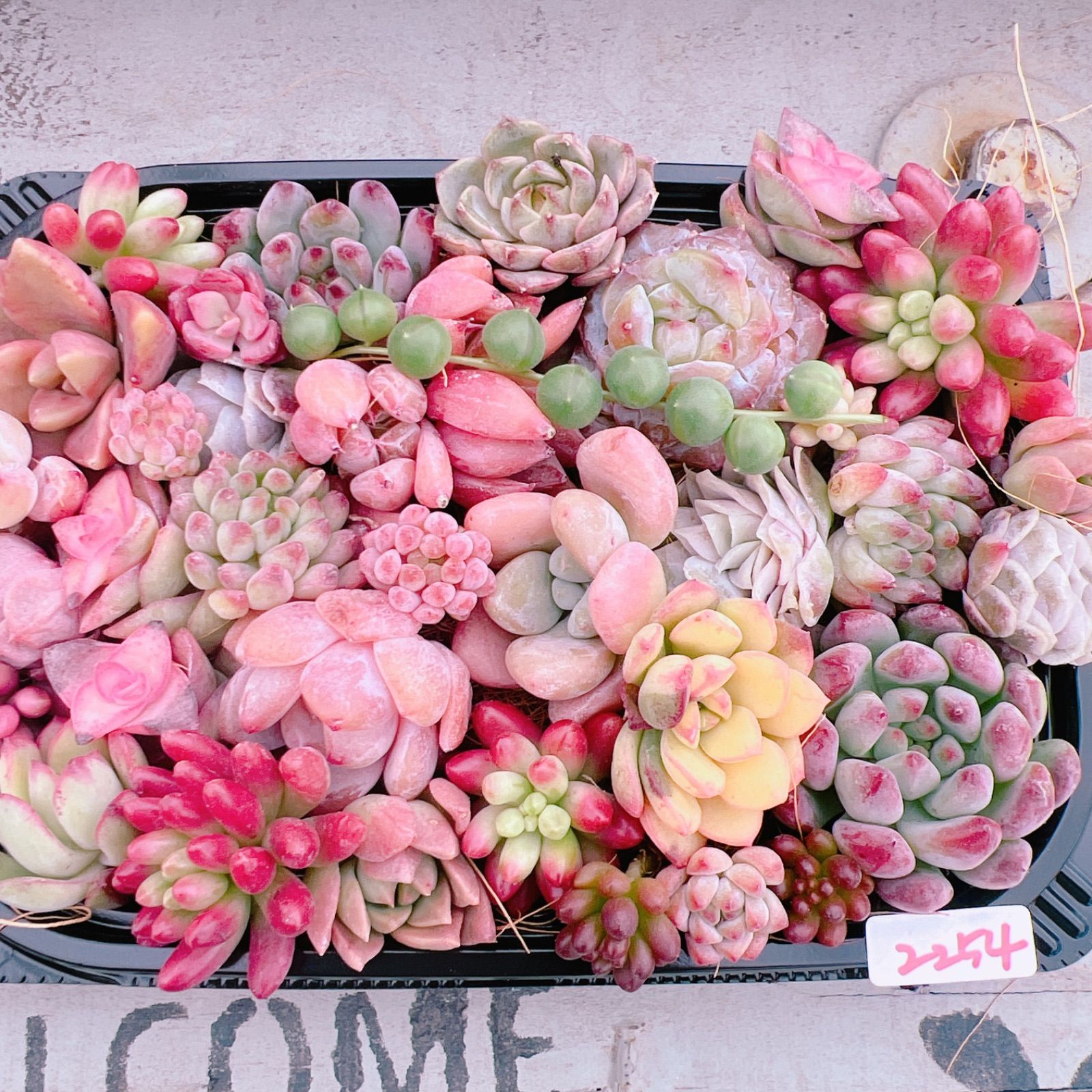 SALE‼️多肉植物寄せ植えset♡2254 - メルカリ