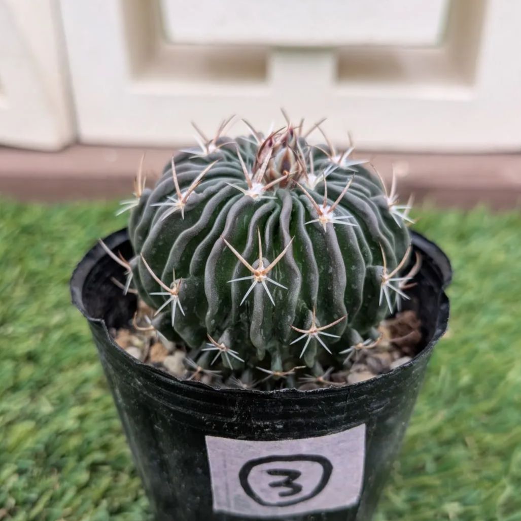 サボテン エキノフォスロカクタス 縮玉③ - メルカリ