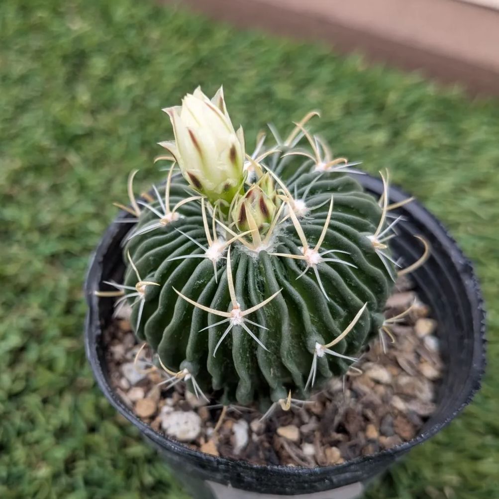 サボテン エキノフォスロカクタス 縮玉② - メルカリ