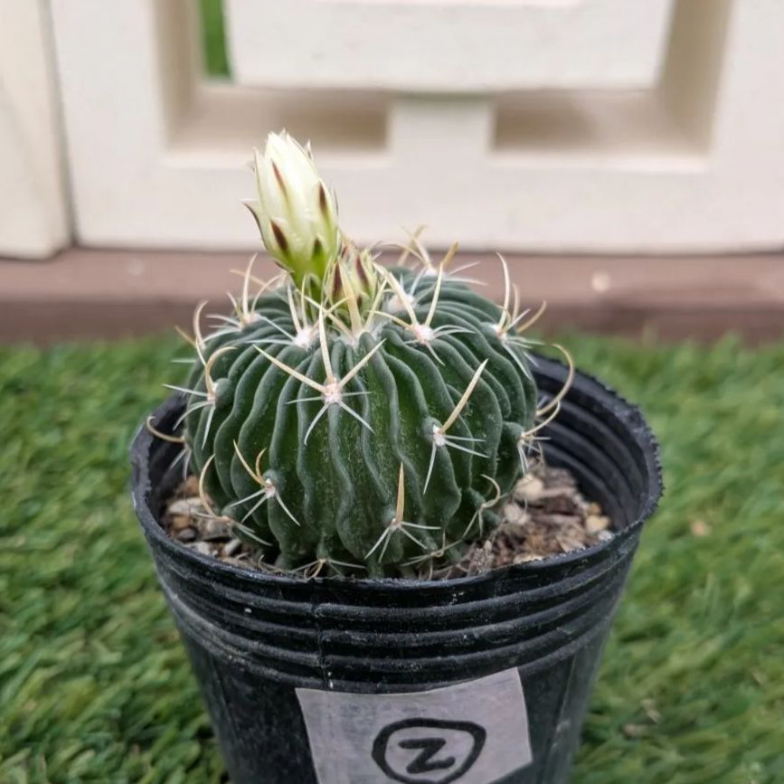 サボテン エキノフォスロカクタス 縮玉② - メルカリ