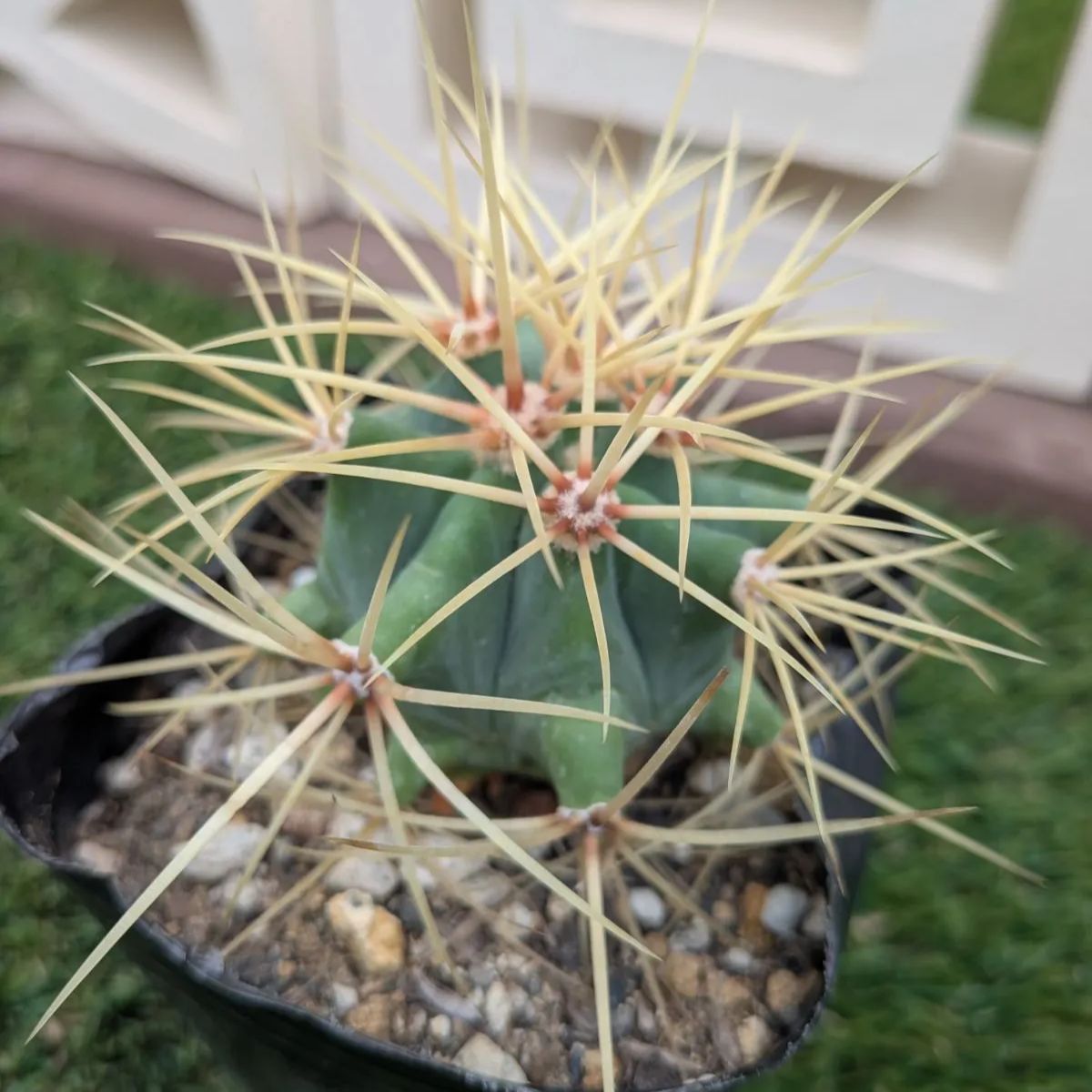 サボテン フェロカクタス 王冠竜 - メルカリ