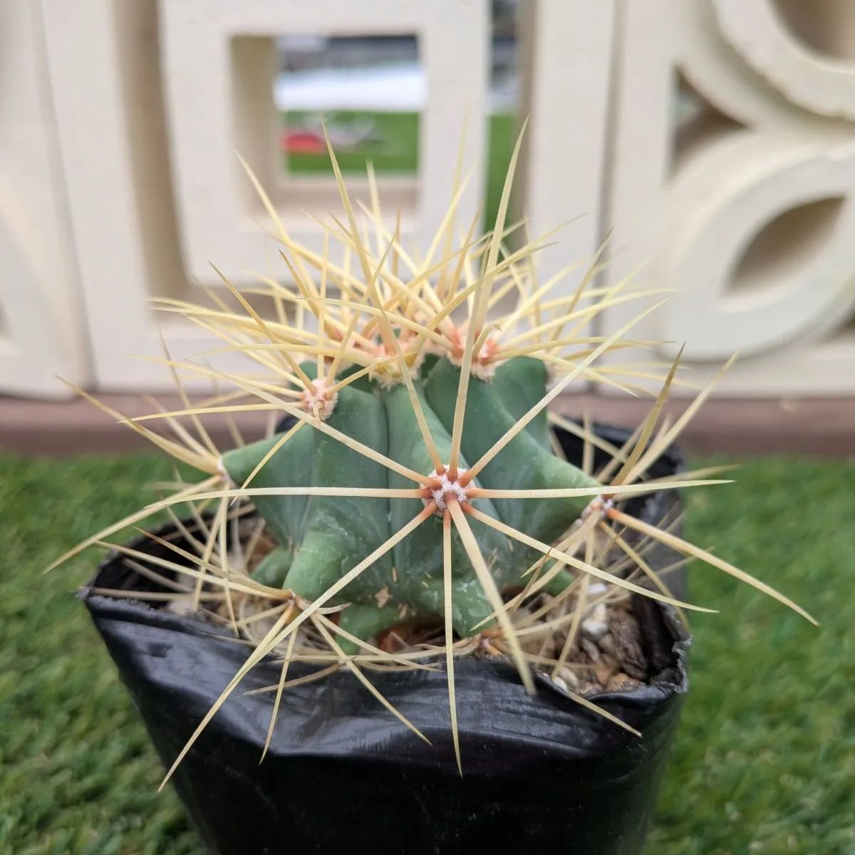 サボテン フェロカクタス 王冠竜 - メルカリ