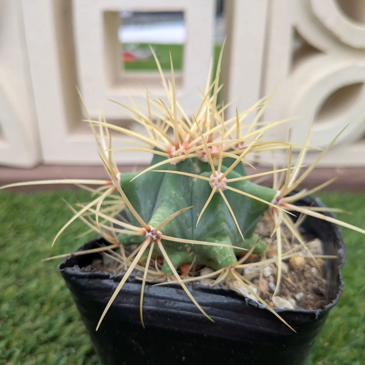 サボテン フェロカクタス 王冠竜 - メルカリ
