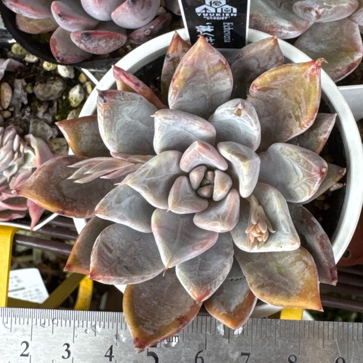 桃くま❣️優木園さん苗❣️命名株❣️札付き❗️多肉植物 抜き苗