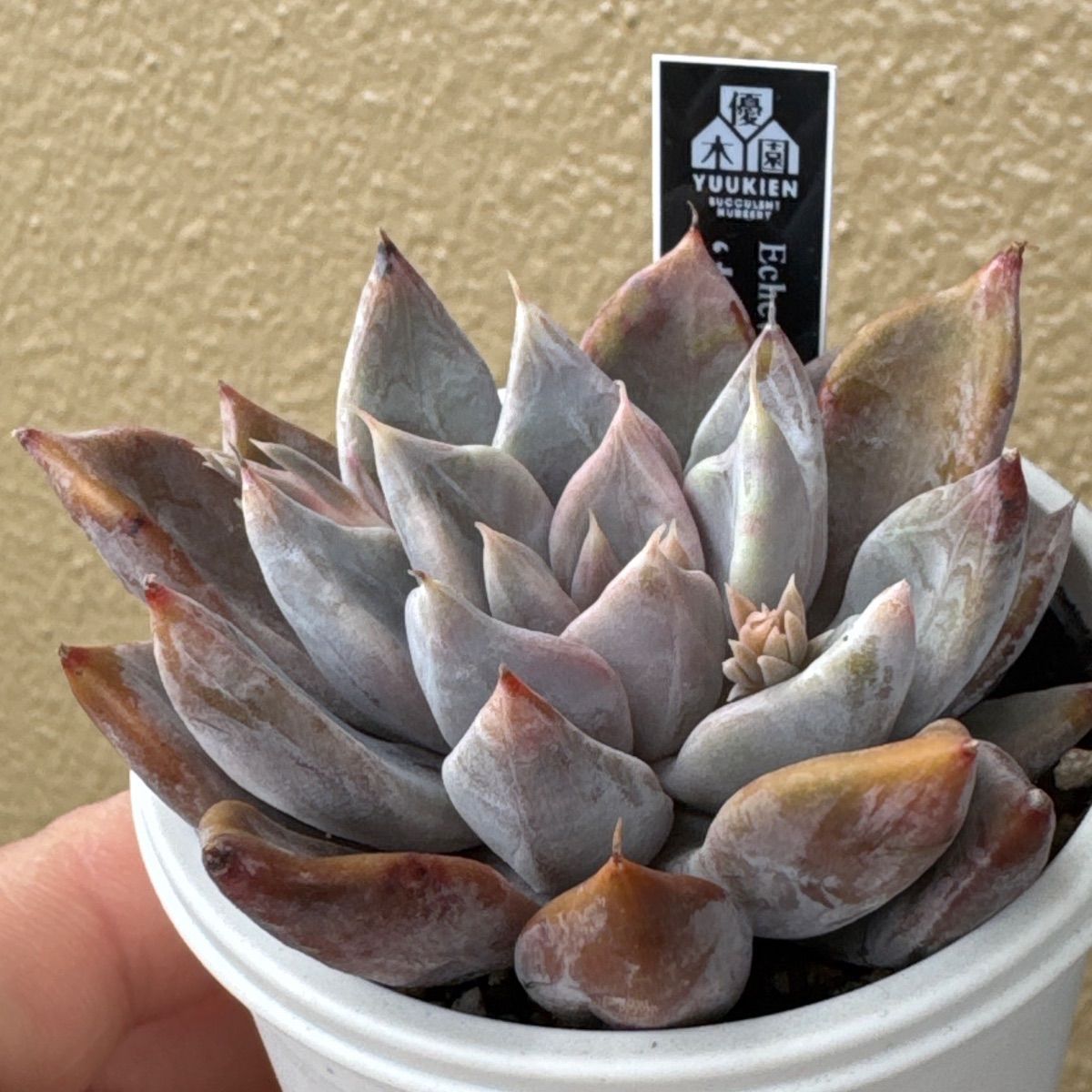 桃くま❣️優木園さん苗❣️命名株❣️札付き❗️多肉植物 抜き苗