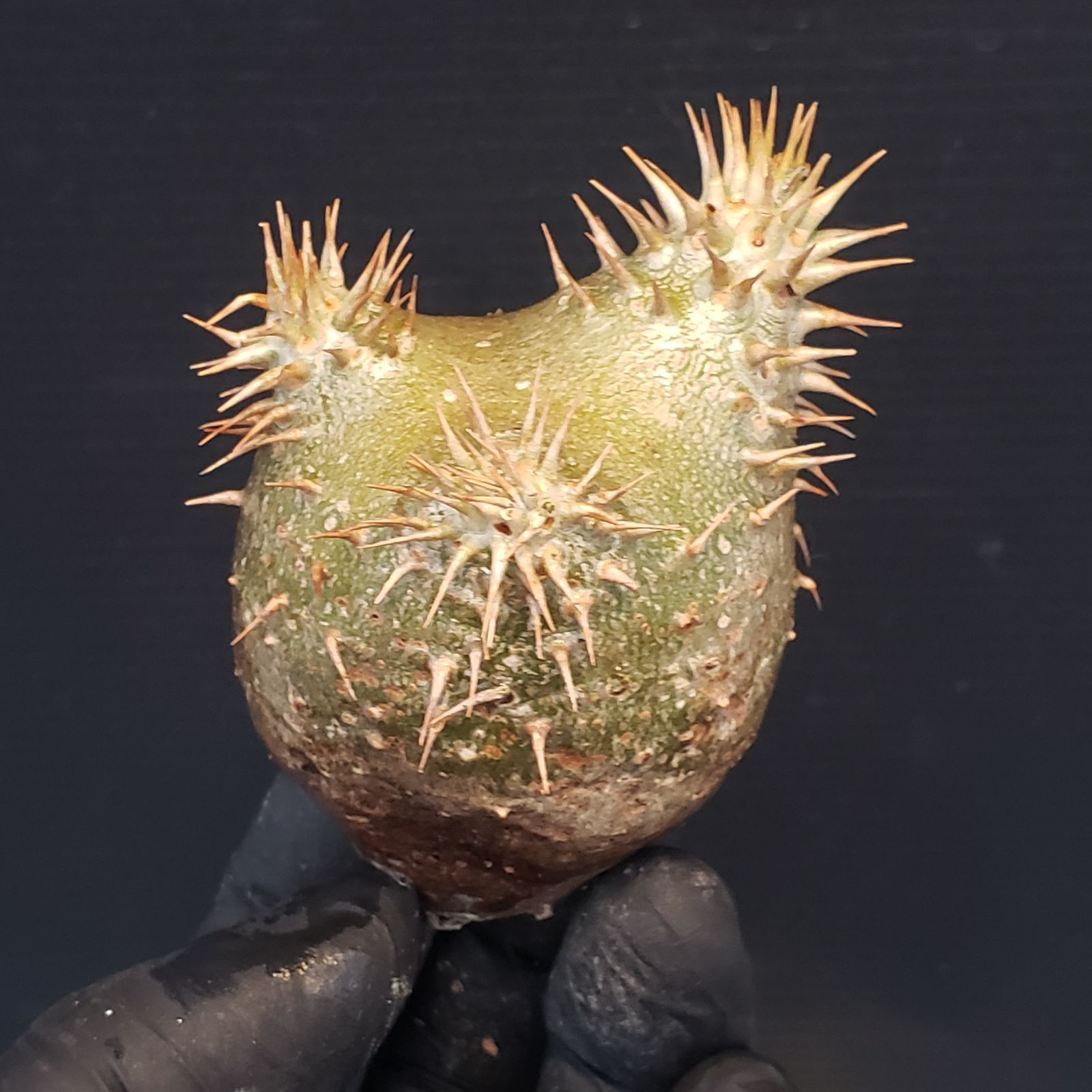 【確認用】 R141最新到着Pachypodium 6944 「塊根植物」パキポディウム 札落ち株