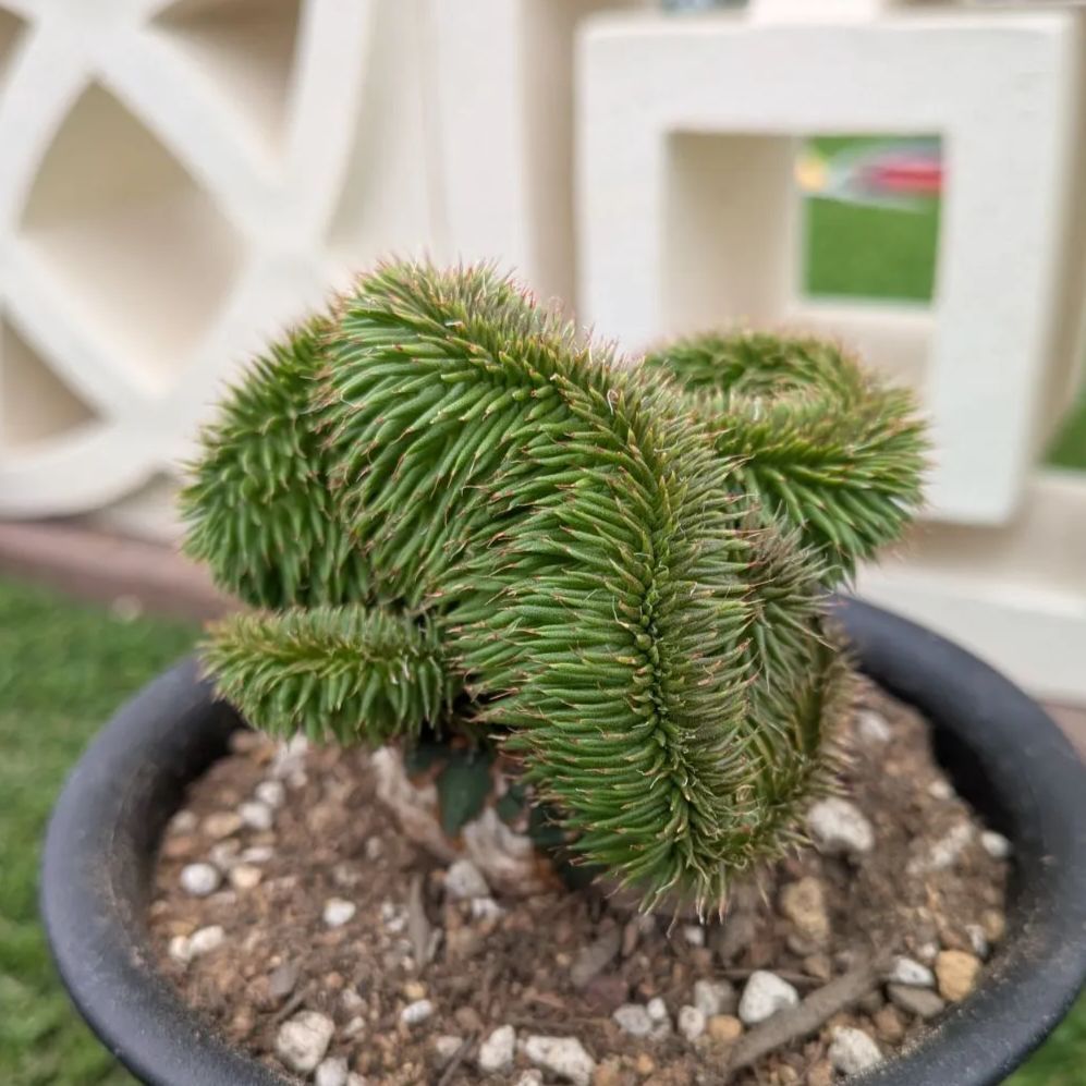 多肉植物ユーフォルビア スザンナエ（瑠璃晃）綴化 - メルカリ