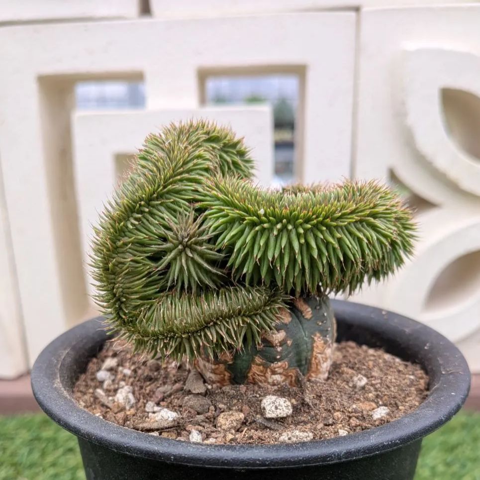 多肉植物ユーフォルビア スザンナエ（瑠璃晃）綴化 - メルカリ