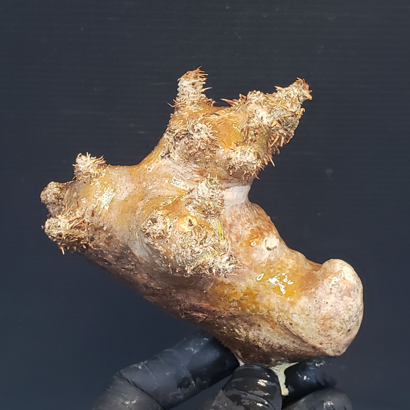 R155【最新到着】Pachypodium ブレビカリックス（現地球・抜き苗