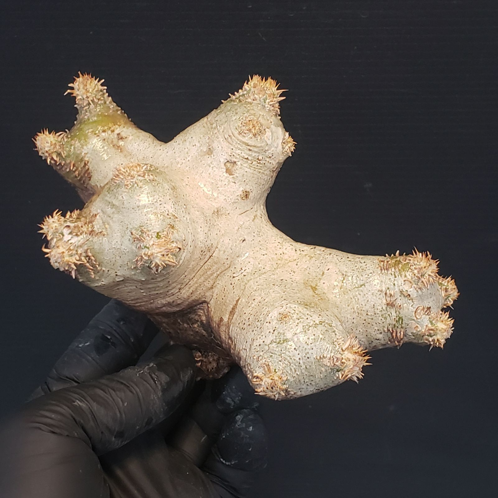 R158【最新到着】Pachypodium ブレビカリックス（現地球・抜き苗