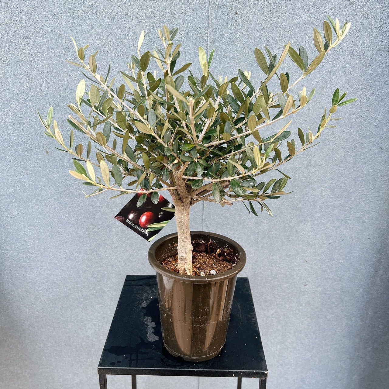 現品］7番 創樹 オリーブ マンザニロ 4号 観葉植物 ベランダ SOUJU