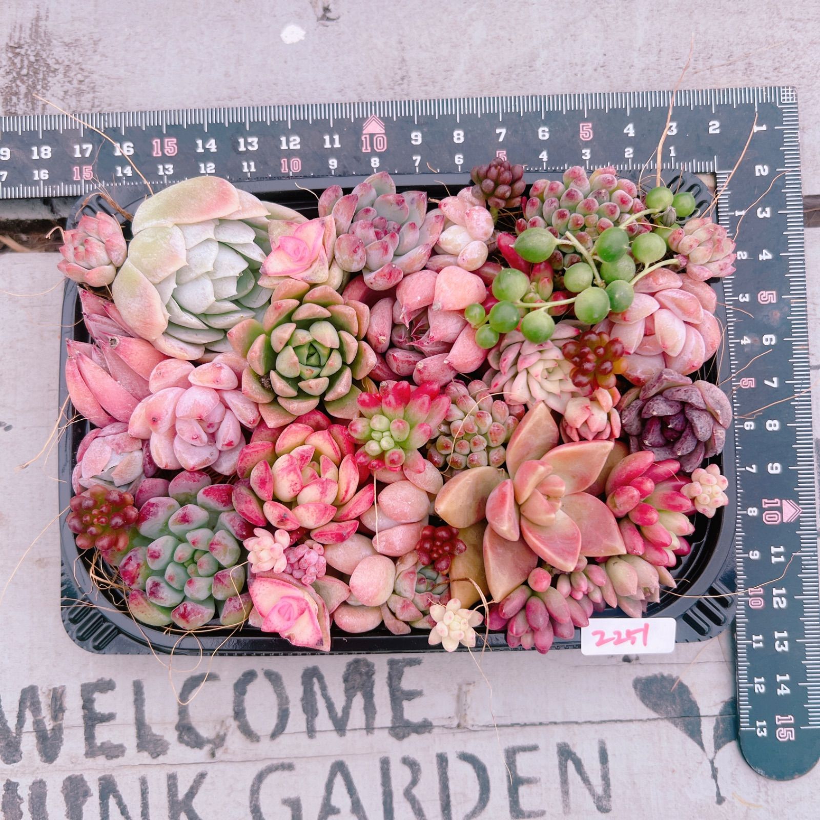 SALE‼️多肉植物寄せ植えset♡2251 - メルカリ