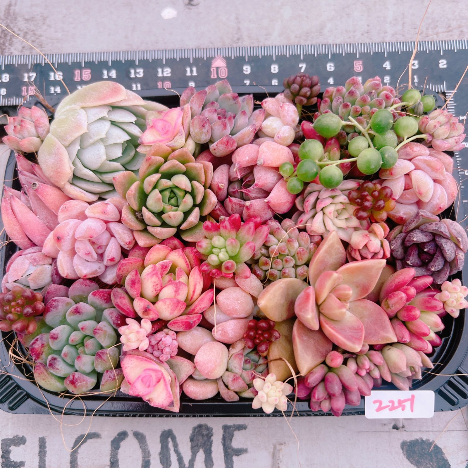 SALE‼️多肉植物寄せ植えset♡2251 - メルカリ