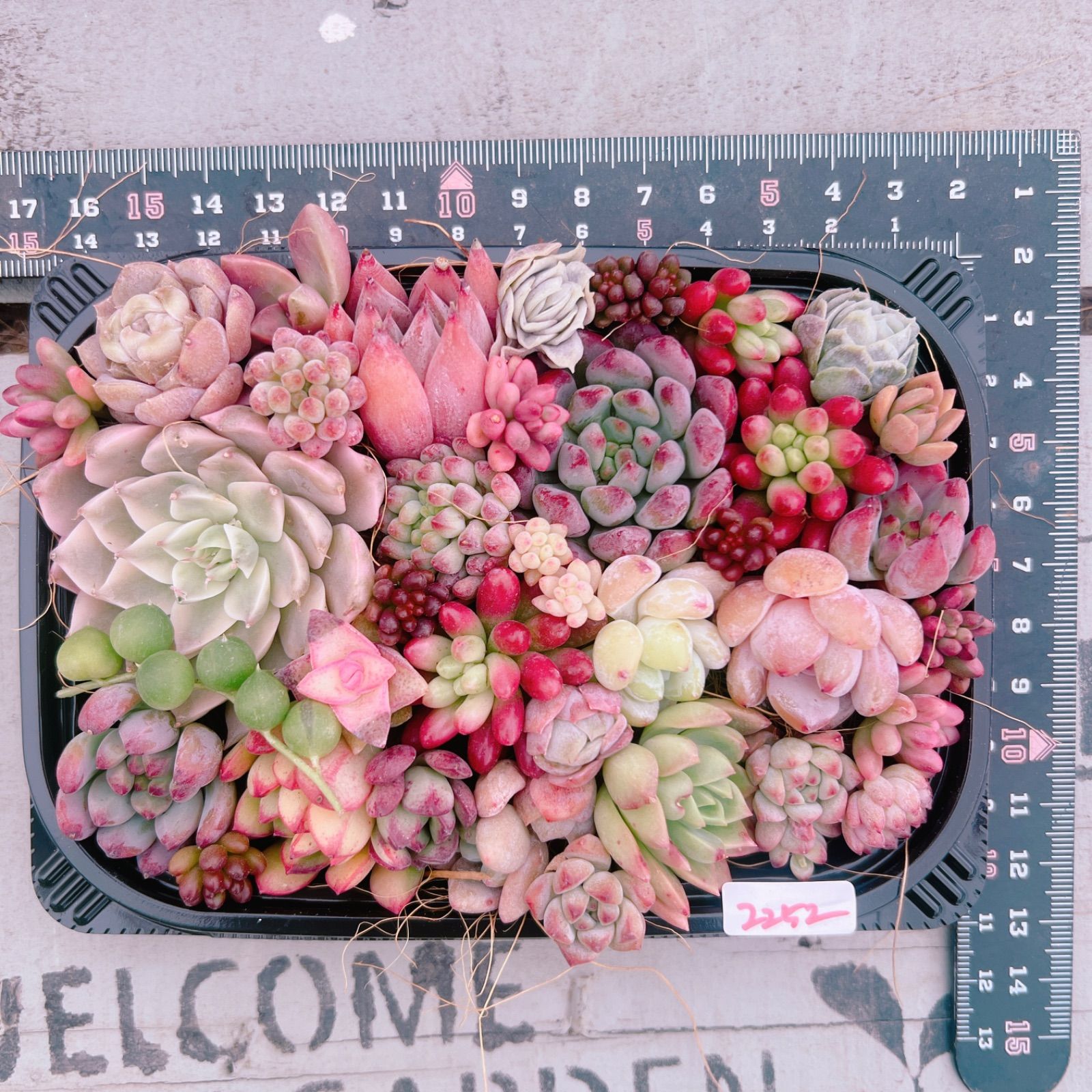 SALE‼️多肉植物寄せ植えset♡2252 - メルカリ