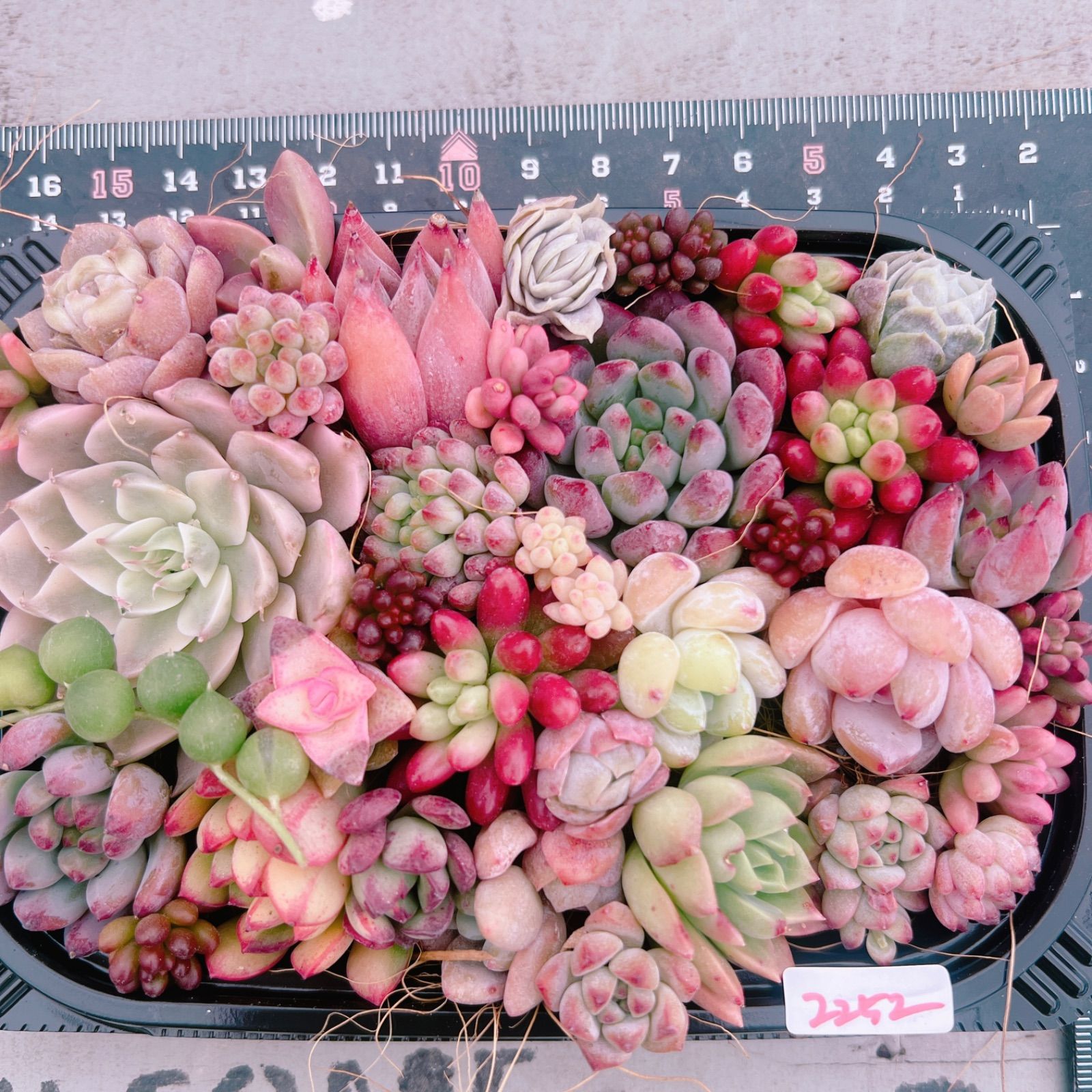 SALE‼️多肉植物寄せ植えset♡2252 - メルカリ