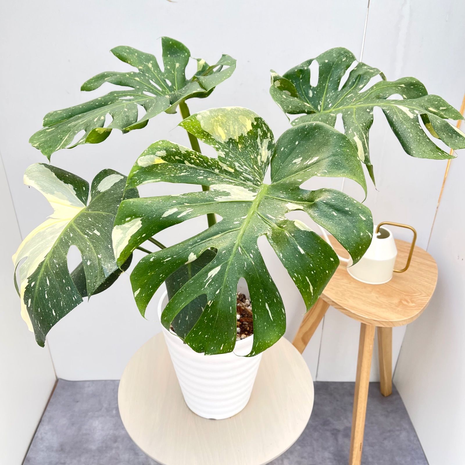 モンステラ デリシオサ 斑入り 16【現品】☆希少☆ 観葉植物 室内