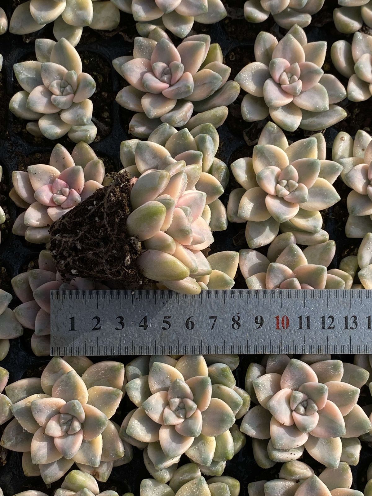 新入荷 ビキョウキン 鮮やかな50苗セット 土と根付き 多肉植物