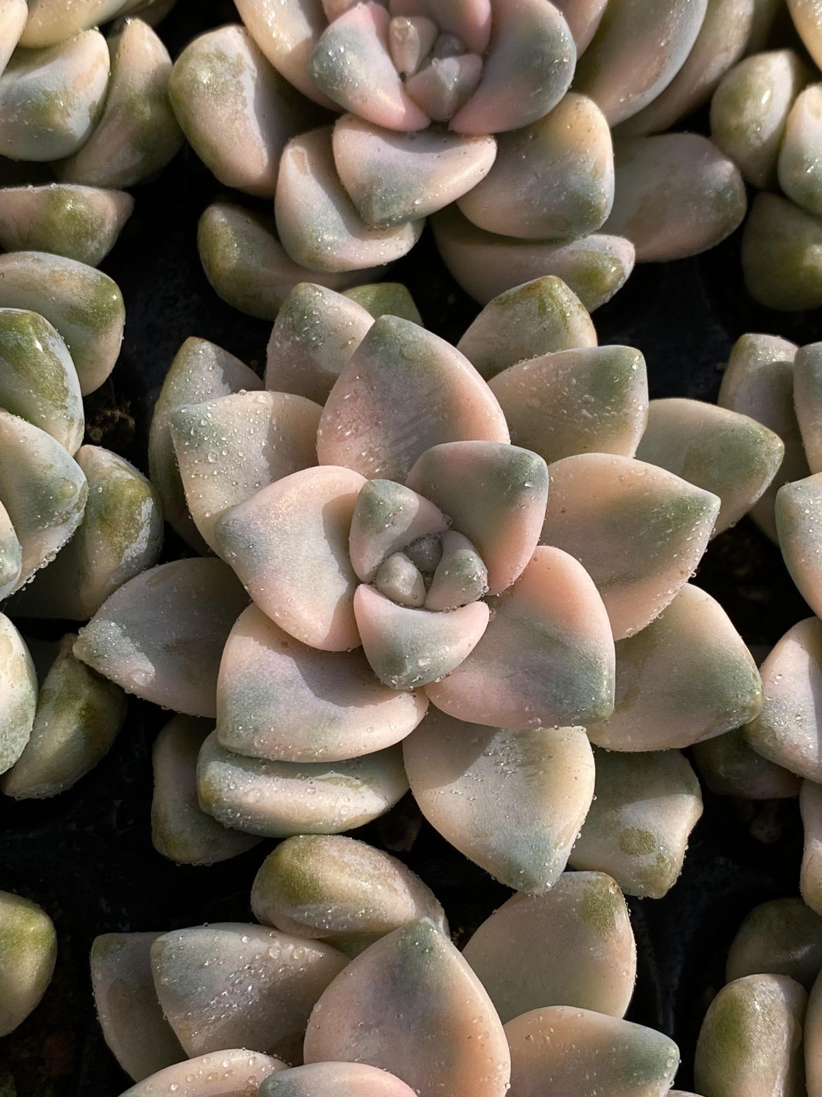 新入荷 ビキョウキン 鮮やかな50苗セット 土と根付き 多肉植物