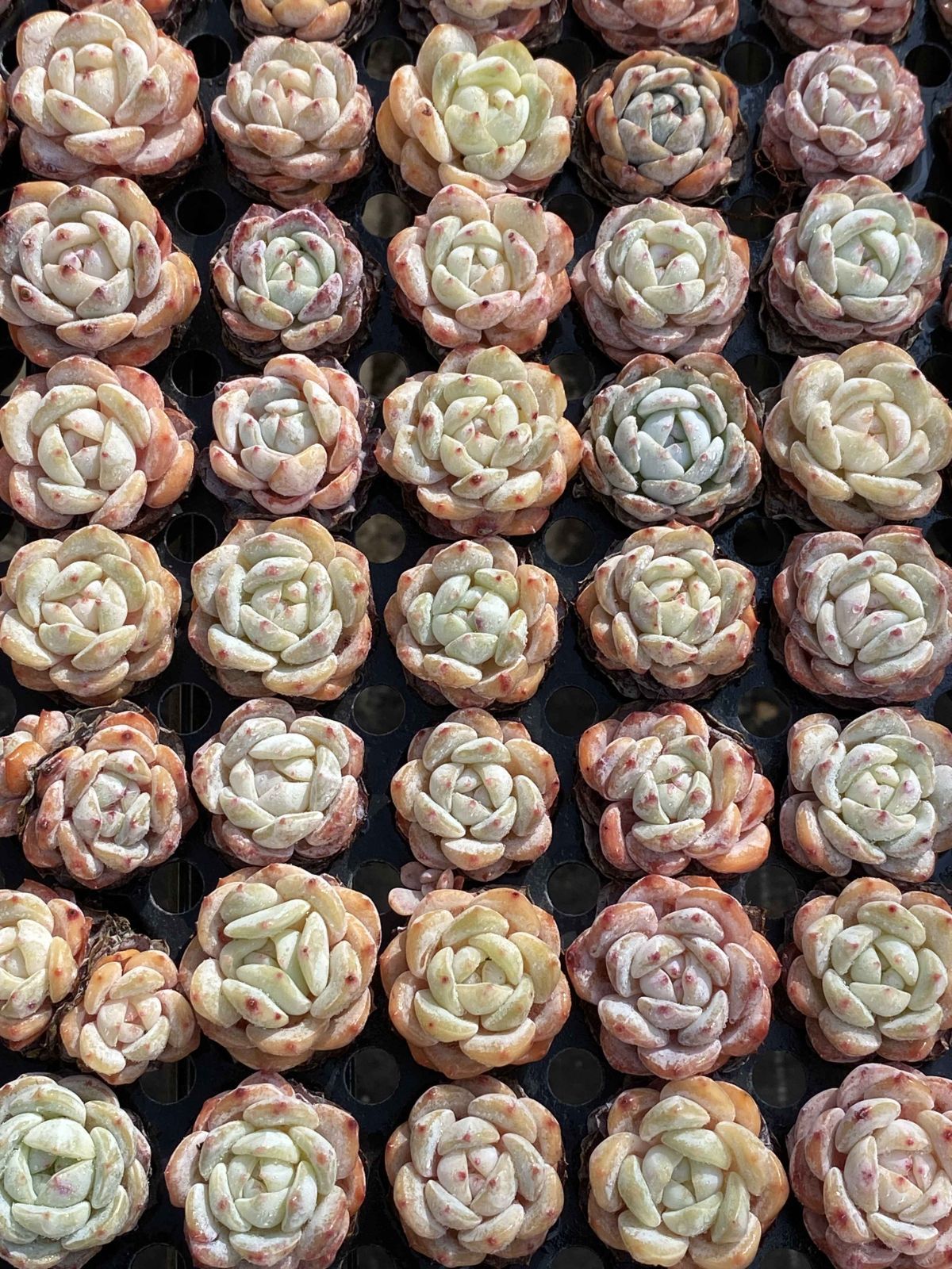 新入荷 オレンジム 鮮やかな105苗セット 土と根付き 多肉植物